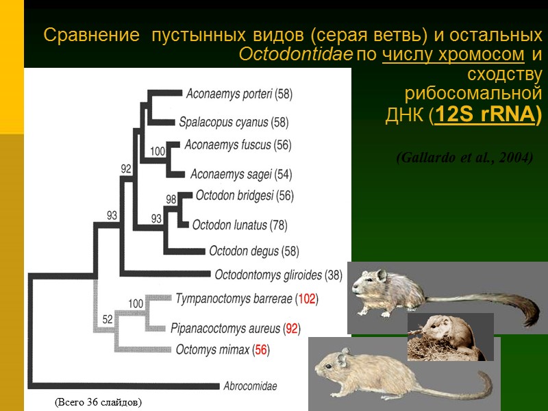 Сравнение  пустынных видов (серая ветвь) и остальных Octodontidae по числу хромосом и 